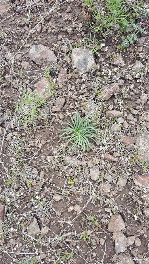 A green plant in rocky soil.