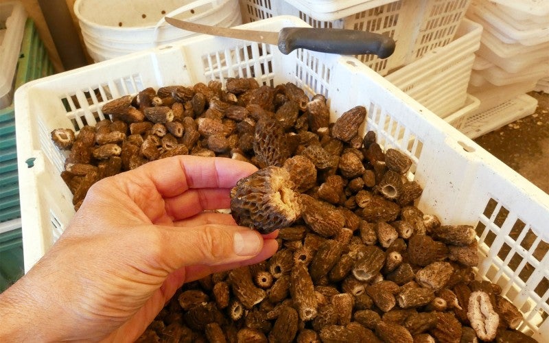 Bryan holds mushroom over large white basket containing more mushrooms. 